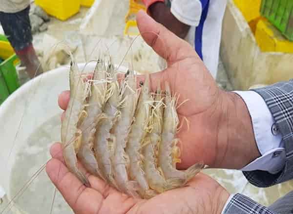 میگو یخ زده منجمد برای نگهداری طولانی